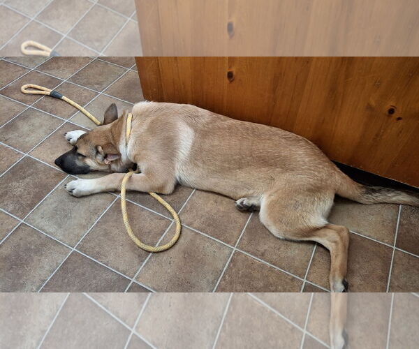 Medium Photo #9 German Shepherd Dog-Unknown Mix Puppy For Sale in Sebec, ME, USA