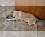 Small #8 German Shepherd Dog Mix
