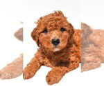 Small #38 Goldendoodle mix (+ Poodle Miniature)