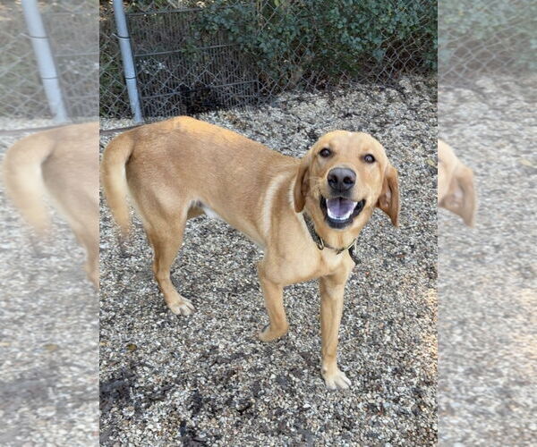 Medium Photo #4 Labrador Retriever-Unknown Mix Puppy For Sale in Oakhurst, NJ, USA