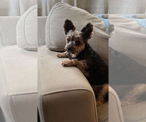 Mutt Dogs for adoption in Allentown,, PA, USA