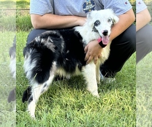 Miniature Australian Shepherd Puppy for sale in ANTLERS, OK, USA