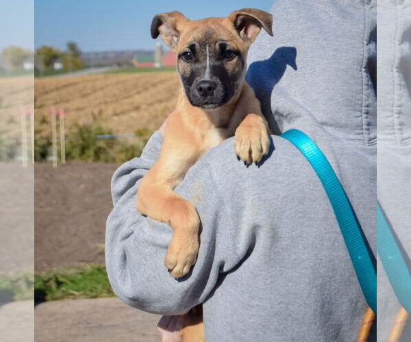 Medium Photo #4 German Shepherd Dog-Unknown Mix Puppy For Sale in Huntley, IL, USA