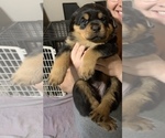 Small Photo #10 Rottweiler Puppy For Sale in GARLAND, TX, USA