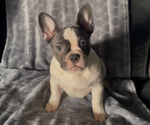 Small #1 French Bulldog