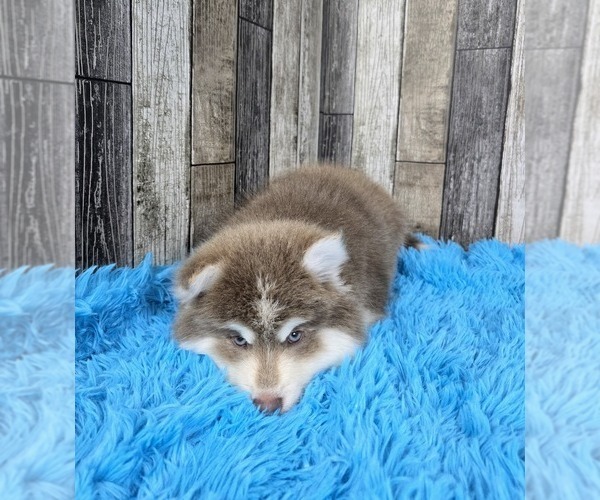 Medium Photo #6 Pomsky Puppy For Sale in BELLEVUE, IA, USA