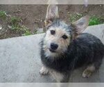 Small Welsh Terrier Mix