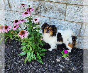 Tibetan Spaniel Dogs for adoption in Perth Amboy, NJ, USA