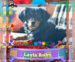 Small #5 Dachshund Mix