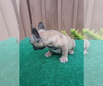Small Photo #8 French Bulldog Puppy For Sale in ADAMS CITY, CO, USA