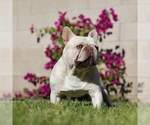 Small Photo #1 French Bulldog Puppy For Sale in SAINT LOUIS, MO, USA