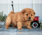 Puppy Casio Chow Chow