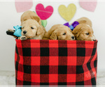 Small Photo #12 Goldendoodle Puppy For Sale in LITTLE ROCK, AR, USA