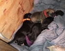 Small Photo #4 Great Dane Puppy For Sale in WARRENSBURG, MO, USA