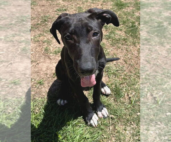 Medium Photo #15 German Shepherd Dog-Great Dane Mix Puppy For Sale in Bullard, TX, USA