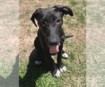 Small #14 German Shepherd Dog-Great Dane Mix