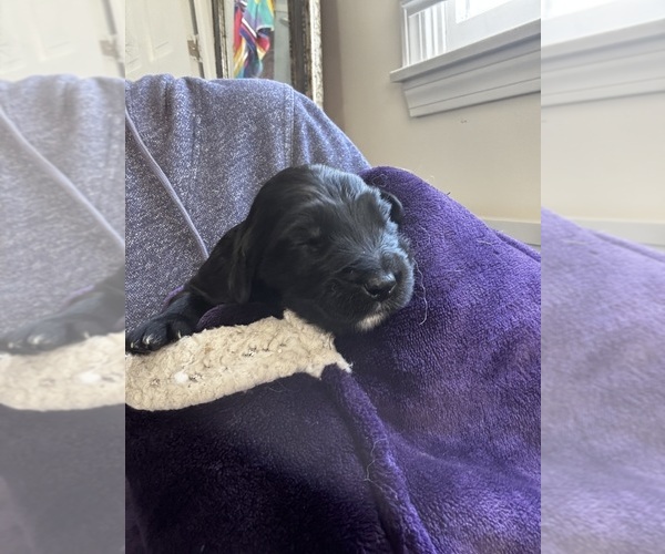 Medium Photo #2 Goldendoodle Puppy For Sale in EXETER, RI, USA