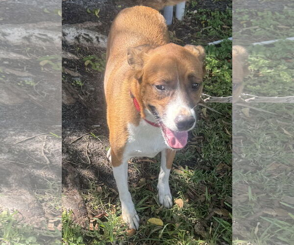 Medium Photo #1 Mutt Puppy For Sale in Royal Palm Beach, FL, USA