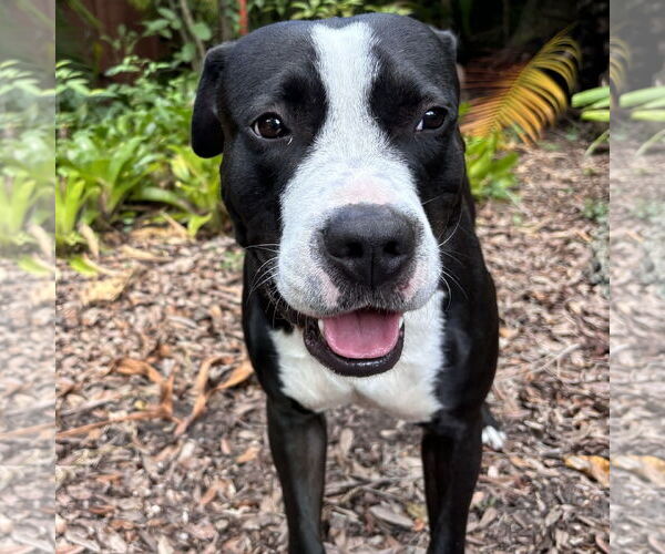 Medium Photo #2 Mutt Puppy For Sale in Miami, FL, USA