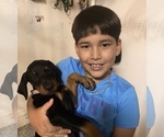 Small #7 Doberman Pinscher