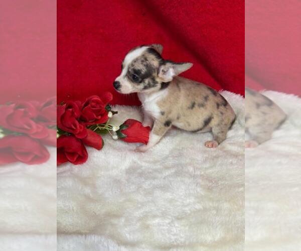 Medium Photo #12 Chihuahua Puppy For Sale in PEMBROKE PINES, FL, USA