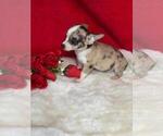 Small Photo #12 Chihuahua Puppy For Sale in PEMBROKE PINES, FL, USA