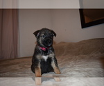 Small Photo #10 Alaskan Malamute-German Shepherd Dog Mix Puppy For Sale in WHITE CITY, OR, USA