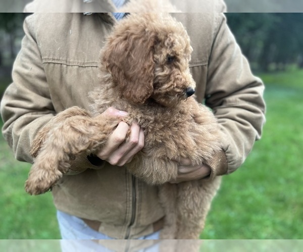 Medium Photo #12 Poodle (Standard) Puppy For Sale in WILSONVILLE, OR, USA