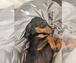 Small Photo #1 Dachshund Puppy For Sale in ALTOONA, PA, USA
