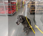 Small #5 Labrador Retriever Mix