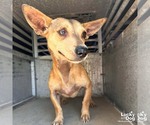 Small #3 Chihuahua Mix