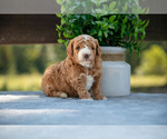 Puppy Jax Goldendoodle (Miniature)