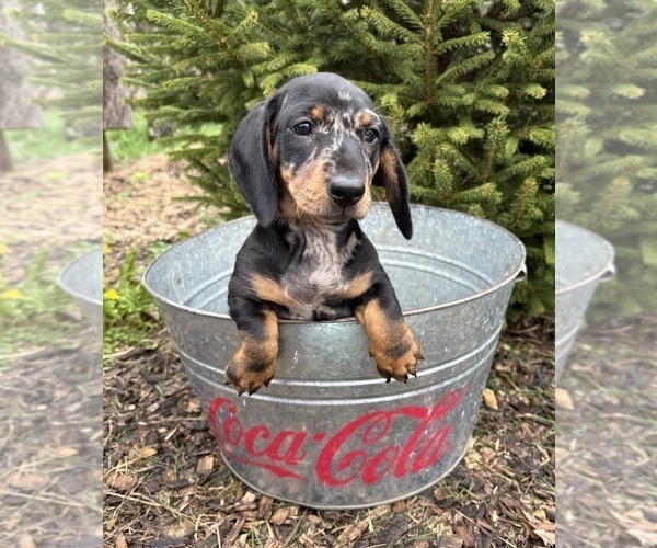 Medium Photo #2 Dachshund Puppy For Sale in MIDDLEBURY, IN, USA