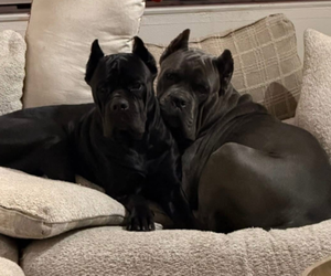 Mother of the Cane Corso puppies born on 04/11/2026