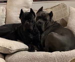 Small Photo #1 Cane Corso Puppy For Sale in MELBOURNE, FL, USA