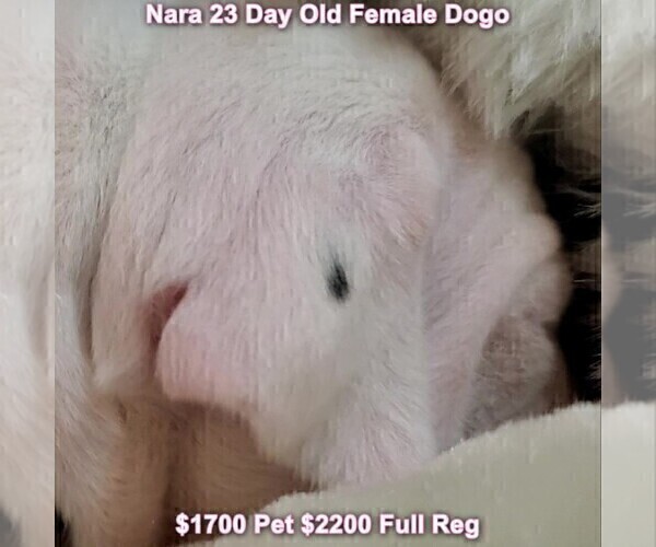 Medium Photo #75 Dogo Argentino Puppy For Sale in JANE, MO, USA
