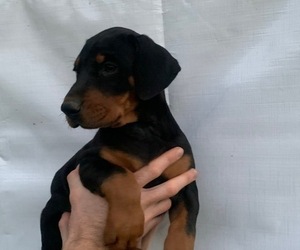 Doberman Pinscher Puppy for sale in SHERWOOD, TN, USA