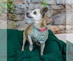 Small #5 Chihuahua Mix