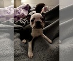 Small Photo #10 French Bulldog Puppy For Sale in CUDAHY, WI, USA