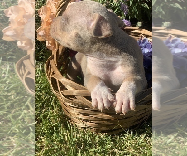 Medium Photo #3 American Bully Puppy For Sale in NORTH HIGHLANDS, CA, USA
