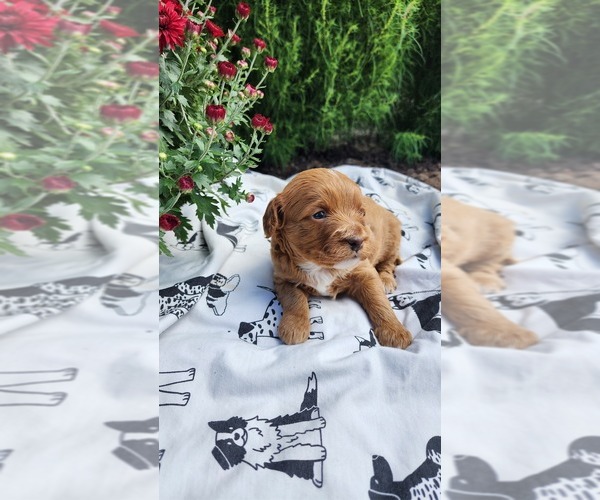 Medium Photo #3 Cavapoo mix (+ Poodle Miniature) Puppy For Sale in GREENWOOD, WI, USA