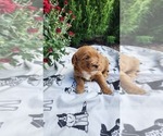 Small Photo #8 Cavapoo mix (+ Poodle Miniature) Puppy For Sale in GREENWOOD, WI, USA
