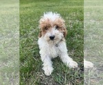 Small Photo #36 Poodle (Miniature) Puppy For Sale in DURHAM, CT, USA