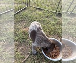 Small #7 German Shorthaired Pointer