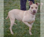 Small #1 American Staffordshire Terrier Mix