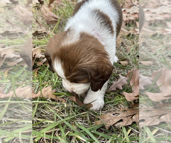 Medium Photo #5 English Springer Spaniel Puppy For Sale in STATESVILLE, NC, USA