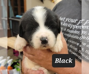 Great Pyrenees-Newfoundland Mix Puppy for sale in BERESFORD, SD, USA