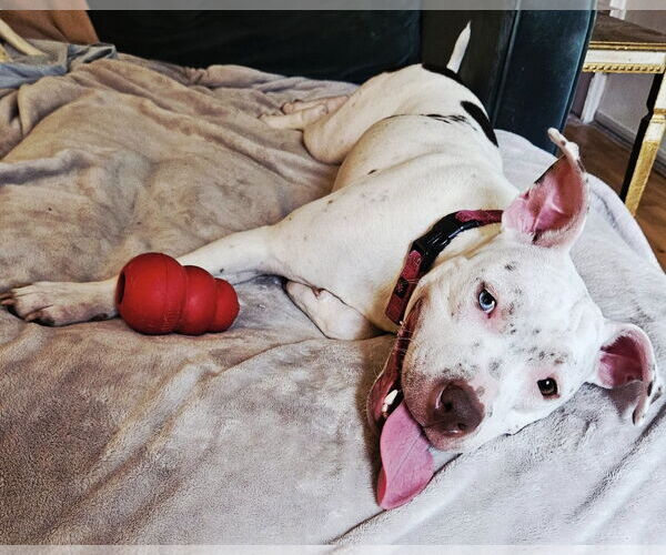 Medium Photo #4 American Pit Bull Terrier-Unknown Mix Puppy For Sale in Binghamton, NY, USA