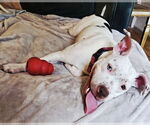 Small #3 American Pit Bull Terrier Mix