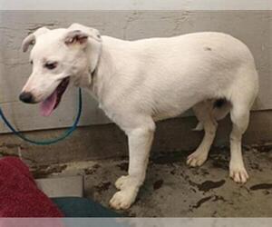 Australian Shepherd-Unknown Mix Dogs for adoption in Camarillo, CA, USA